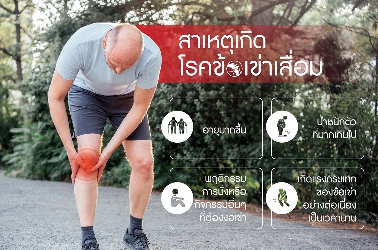 สเต็มเซลล์ (Stem Cell)