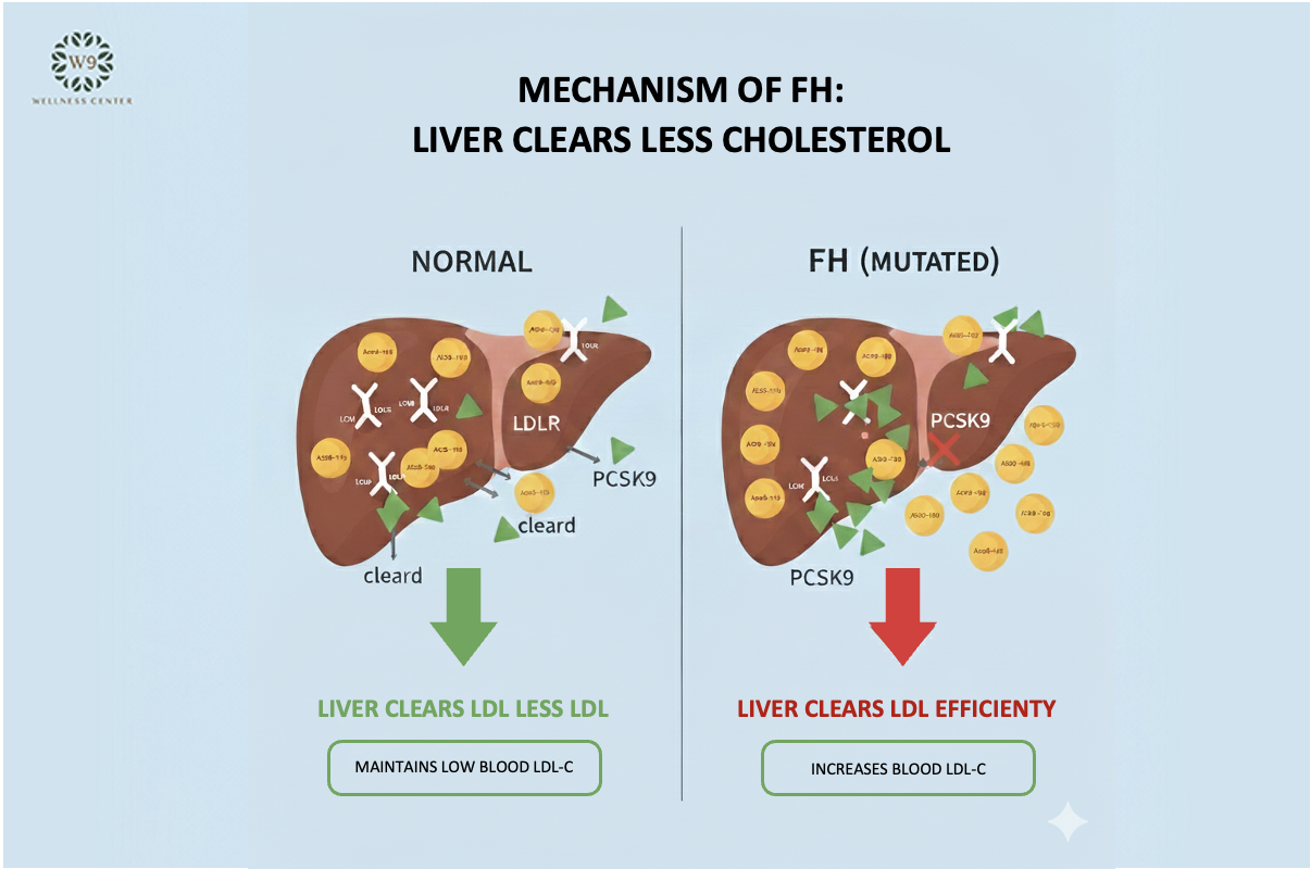 孕期和婴儿期接触氟化物的健康风险和益处- 氟化物行动网络, image size:1206x800