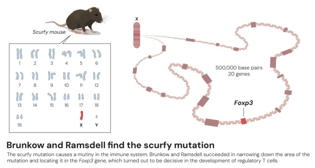 รางวัลโนเบลการแพทย์ปี 2025