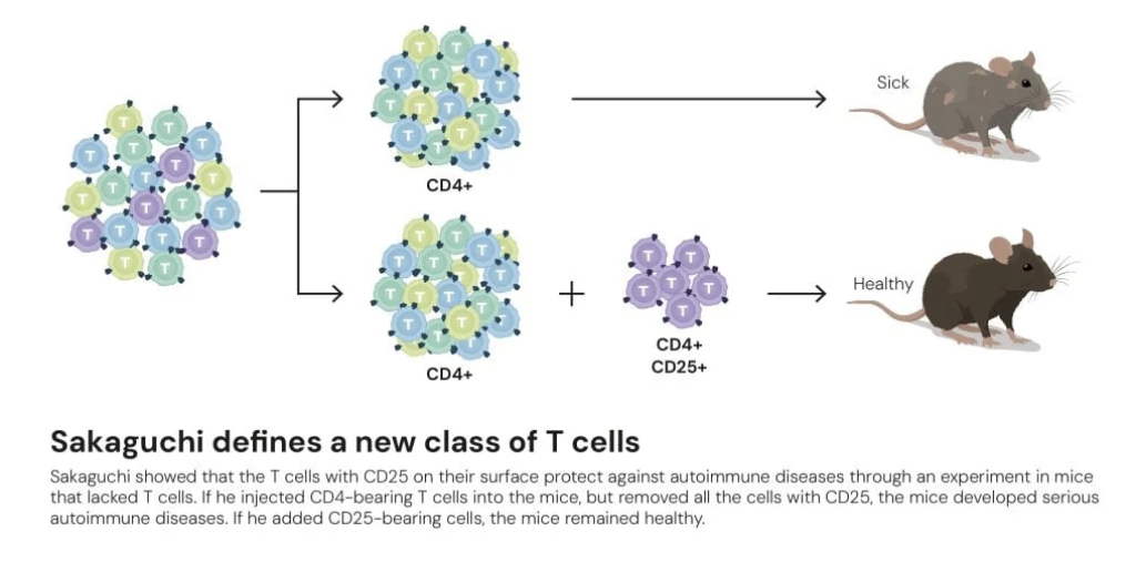 รางวัลโนเบลการแพทย์ปี 2025