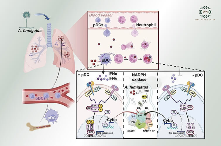 เชื้อราในปอด